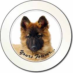 Belgian Tervuren Puppy Dog 