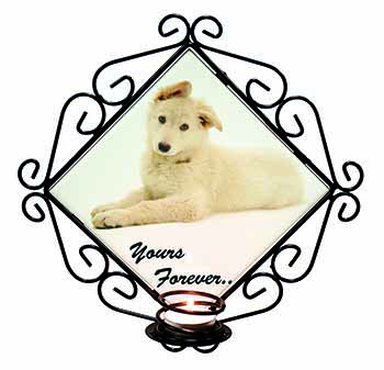 White German Shepherd 