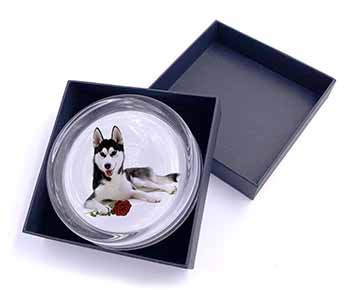 Siberian Husky with Red Rose Glass Paperweight in Gift Box