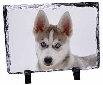 Siberian Husky, Stunning Photo Slate