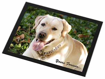 Yellow Labrador 