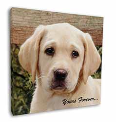 Yellow Labrador Pup 