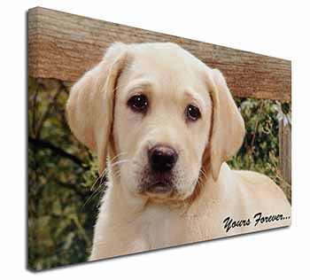 Yellow Labrador Pup 