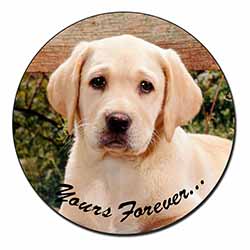 Yellow Labrador Pup 