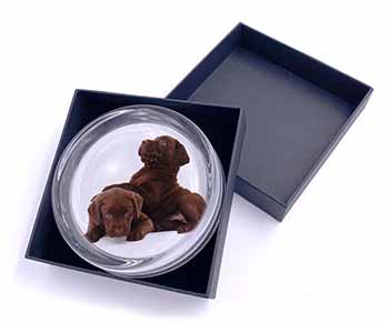 Chocolate Labrador Puppies Glass Paperweight in Gift Box