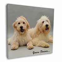 Labradoodle Dogs 