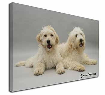 Labradoodle Dogs 