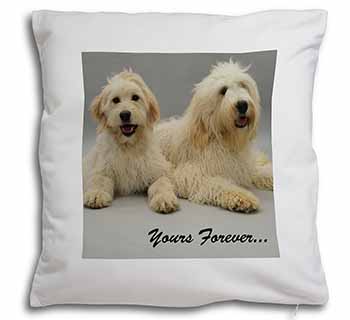 Labradoodle Dogs 