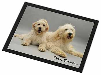 Labradoodle Dogs 