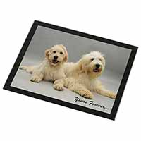 Labradoodle Dogs 