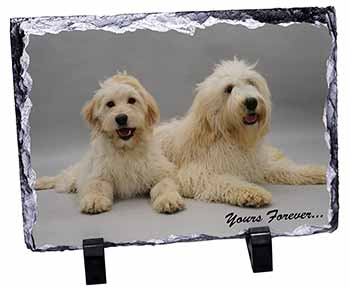 Labradoodle Dogs 