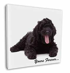 Black Labradoodle 