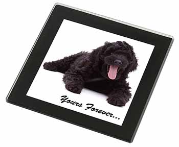 Black Labradoodle 