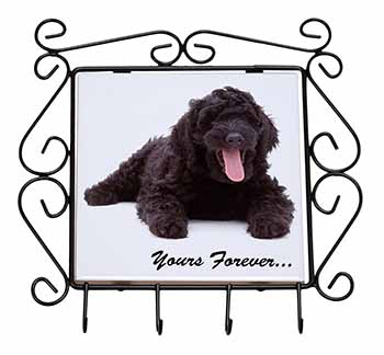 Black Labradoodle 