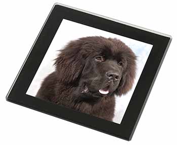 Newfoundland Dog Black Rim High Quality Glass Coaster