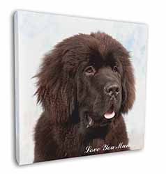 Newfoundland Dog 