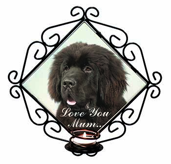 Newfoundland Dog 