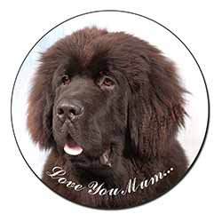 Newfoundland Dog 