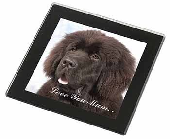 Newfoundland Dog 