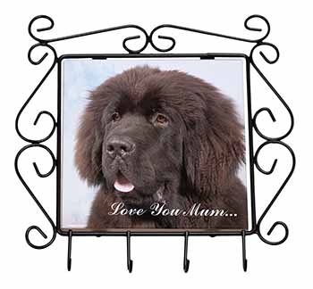 Newfoundland Dog 