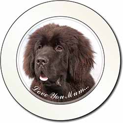 Newfoundland Dog 