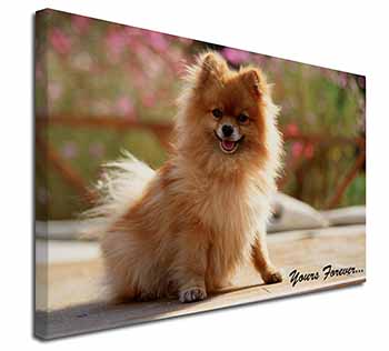 Pomeranian Dog 