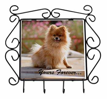 Pomeranian Dog 