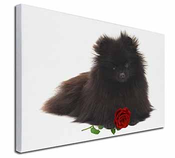 Pomeranian Dog with Red Rose Canvas X-Large 30"x20" Wall Art Print