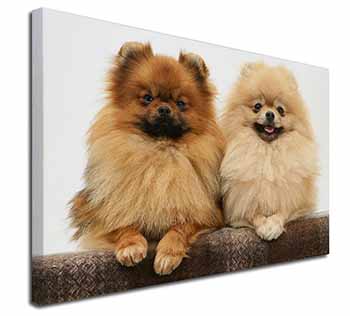 Pomeranian Dogs Canvas X-Large 30"x20" Wall Art Print