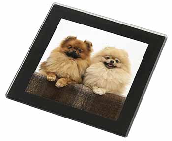 Pomeranian Dogs Black Rim High Quality Glass Coaster