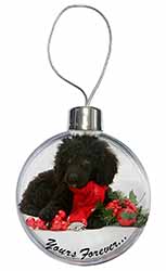 Miniature Poodle Dog 