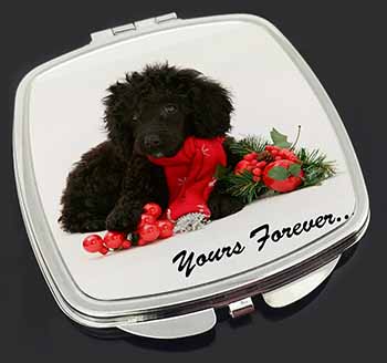 Miniature Poodle Dog 