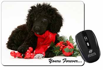 Miniature Poodle Dog 