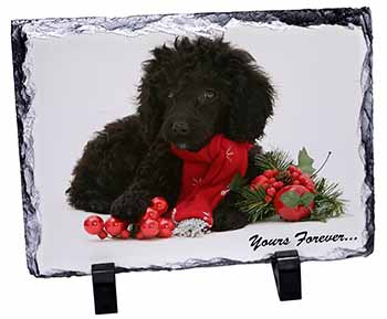 Miniature Poodle Dog 