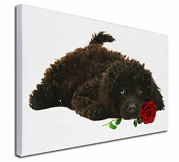 Miniature Poodle Dog with Red Rose Canvas X-Large 30"x20" Wall Art Print