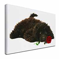 Miniature Poodle Dog with Red Rose Canvas X-Large 30"x20" Wall Art Print