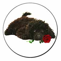 Miniature Poodle Dog with Red Rose Fridge Magnet Printed Full Colour