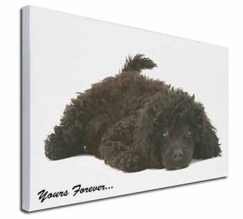 Miniature Black Poodle 