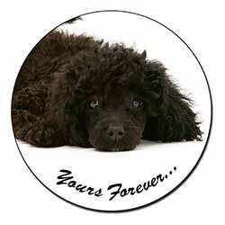 Miniature Black Poodle 