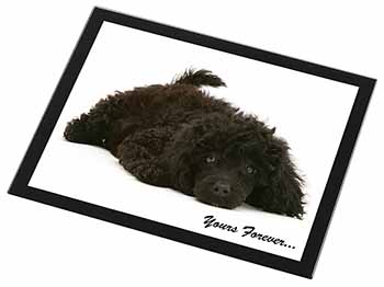 Miniature Black Poodle 