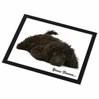 Miniature Black Poodle 