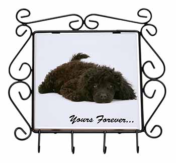 Miniature Black Poodle 