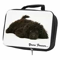 Miniature Black Poodle 