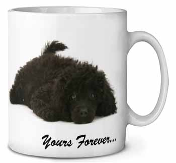 Miniature Black Poodle 