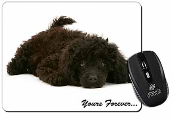 Miniature Black Poodle 