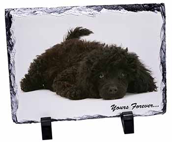 Miniature Black Poodle 