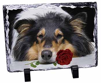 A Rough Collie Dog with Red Rose, Stunning Photo Slate