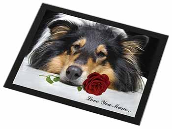 Rough Collie+Rose 