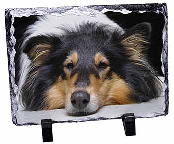 Tri-Colour Rough Collie Dog, Stunning Photo Slate