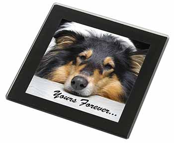 Rough Collie Dog 